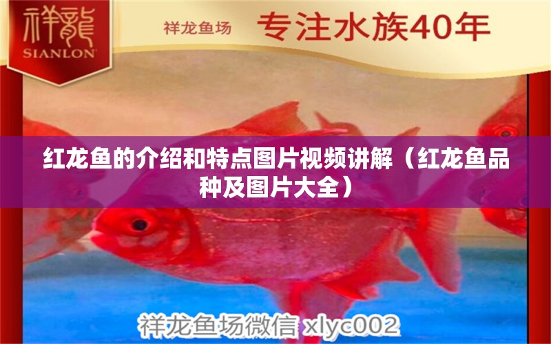 紅龍魚的介紹和特點圖片視頻講解（紅龍魚品種及圖片大全）