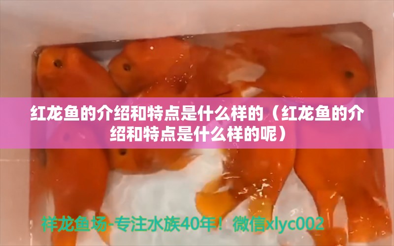 紅龍魚的介紹和特點是什么樣的（紅龍魚的介紹和特點是什么樣的呢）