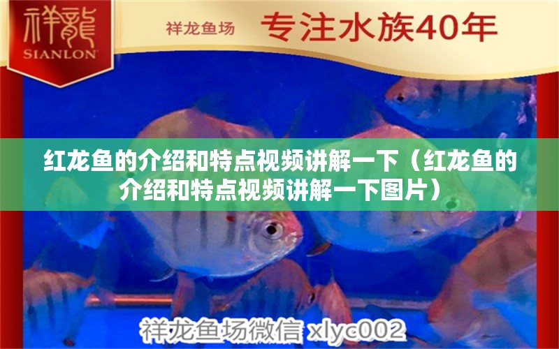 紅龍魚(yú)的介紹和特點(diǎn)視頻講解一下（紅龍魚(yú)的介紹和特點(diǎn)視頻講解一下圖片）