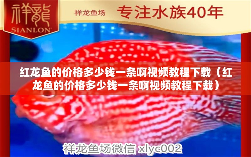 紅龍魚(yú)的價(jià)格多少錢一條啊視頻教程下載（紅龍魚(yú)的價(jià)格多少錢一條啊視頻教程下載） 龍魚(yú)百科