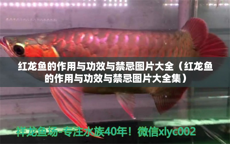 紅龍魚的作用與功效與禁忌圖片大全（紅龍魚的作用與功效與禁忌圖片大全集）