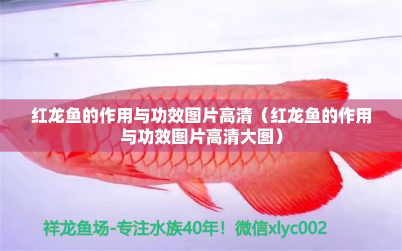 紅龍魚的作用與功效圖片高清（紅龍魚的作用與功效圖片高清大圖）