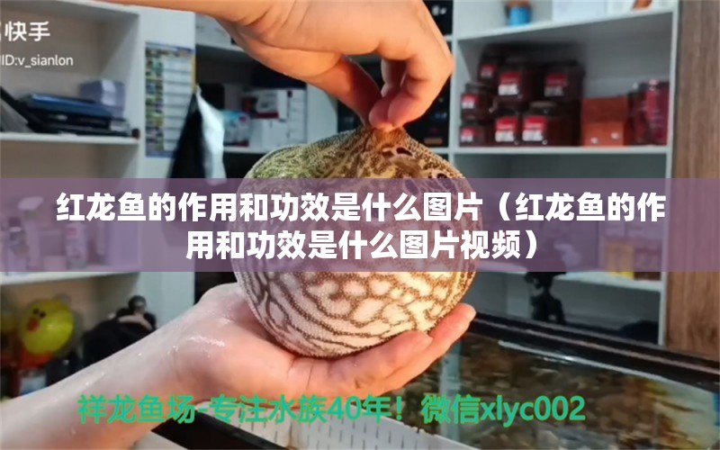 紅龍魚的作用和功效是什么圖片（紅龍魚的作用和功效是什么圖片視頻）