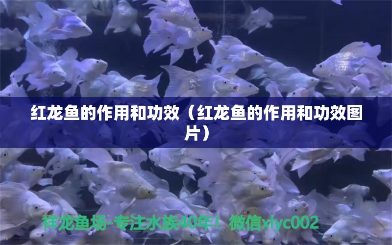 紅龍魚的作用和功效（紅龍魚的作用和功效圖片）