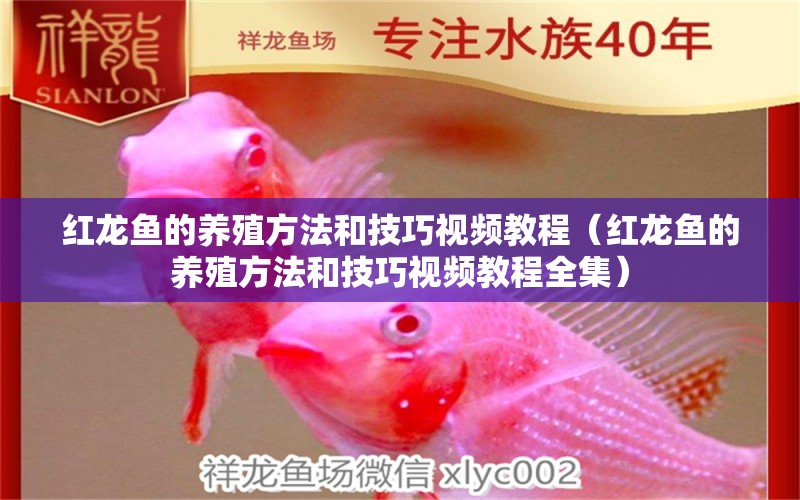 紅龍魚的養(yǎng)殖方法和技巧視頻教程（紅龍魚的養(yǎng)殖方法和技巧視頻教程全集）