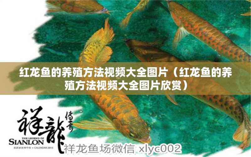 紅龍魚的養(yǎng)殖方法視頻大全圖片（紅龍魚的養(yǎng)殖方法視頻大全圖片欣賞）