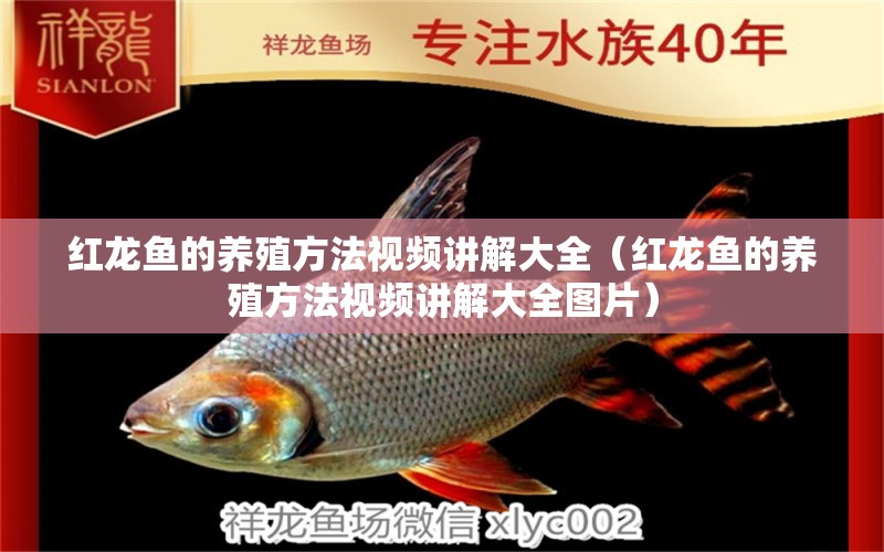 紅龍魚的養(yǎng)殖方法視頻講解大全（紅龍魚的養(yǎng)殖方法視頻講解大全圖片）