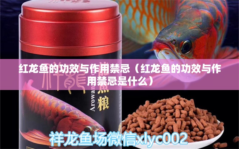 紅龍魚的功效與作用禁忌（紅龍魚的功效與作用禁忌是什么）