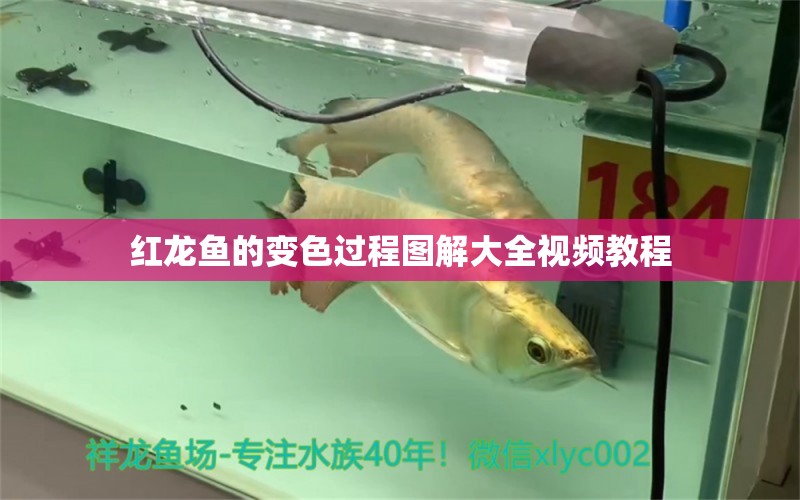 紅龍魚的變色過程圖解大全視頻教程 古典過背金龍魚