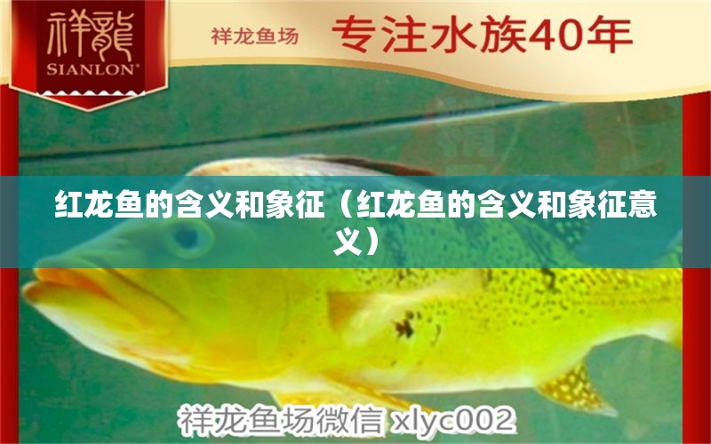 紅龍魚(yú)的含義和象征（紅龍魚(yú)的含義和象征意義）