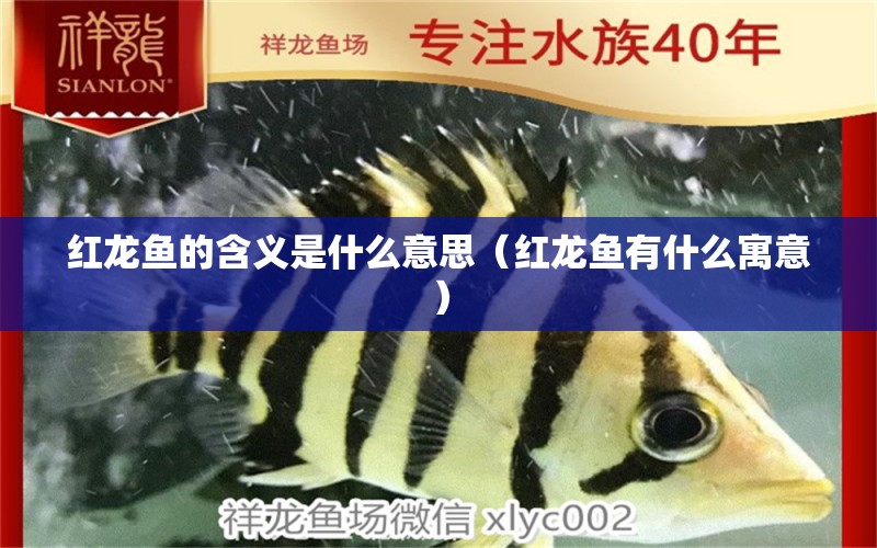 紅龍魚的含義是什么意思（紅龍魚有什么寓意）