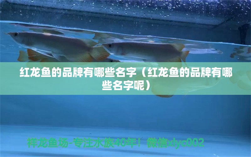 紅龍魚的品牌有哪些名字（紅龍魚的品牌有哪些名字呢） 龍魚百科