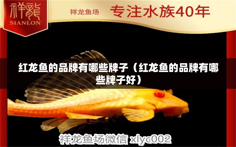 紅龍魚的品牌有哪些牌子（紅龍魚的品牌有哪些牌子好）