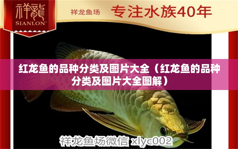 紅龍魚的品種分類及圖片大全（紅龍魚的品種分類及圖片大全圖解）