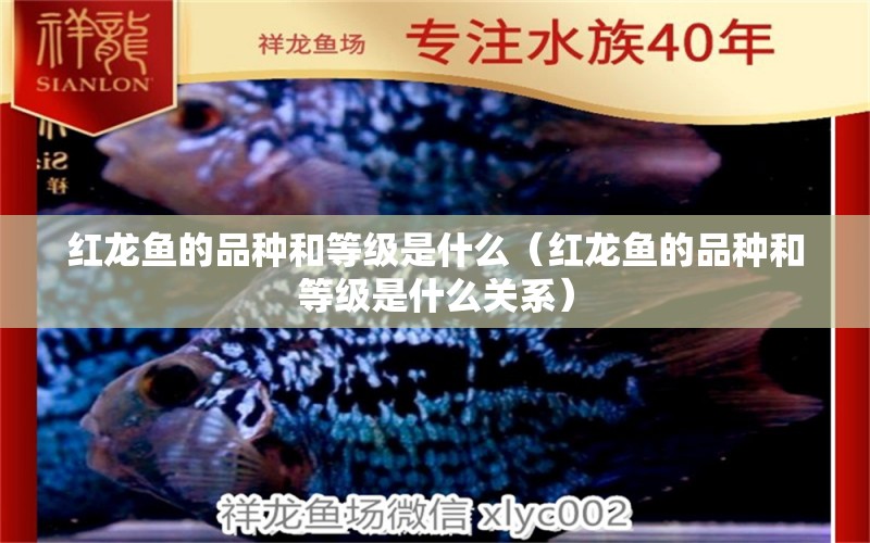 紅龍魚的品種和等級是什么（紅龍魚的品種和等級是什么關(guān)系） 龍魚百科