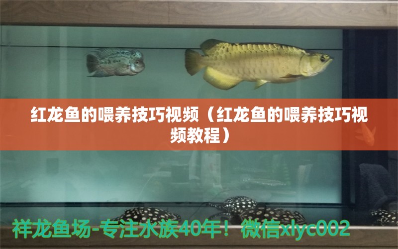 紅龍魚的喂養(yǎng)技巧視頻（紅龍魚的喂養(yǎng)技巧視頻教程） 印尼紅龍魚