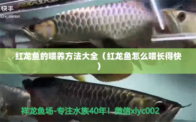 紅龍魚的喂養(yǎng)方法大全（紅龍魚怎么喂長得快） 全國觀賞魚市場