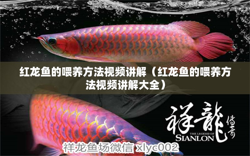 紅龍魚的喂養(yǎng)方法視頻講解（紅龍魚的喂養(yǎng)方法視頻講解大全）