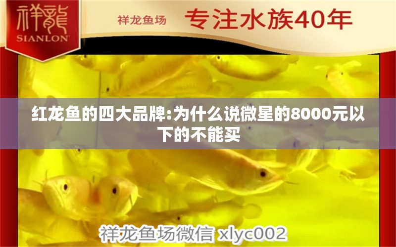 紅龍魚的四大品牌:為什么說微星的8000元以下的不能買