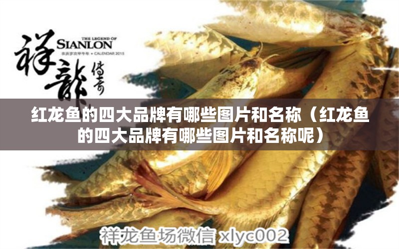 紅龍魚的四大品牌有哪些圖片和名稱（紅龍魚的四大品牌有哪些圖片和名稱呢） 觀賞魚市場（混養(yǎng)魚）