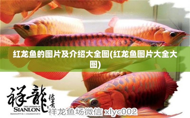 紅龍魚的圖片及介紹大全圖(紅龍魚圖片大全大圖) 廣州水族器材濾材批發(fā)市場