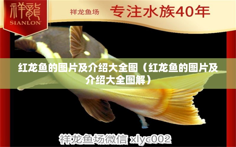 紅龍魚的圖片及介紹大全圖（紅龍魚的圖片及介紹大全圖解） 祥龍水族醫(yī)院