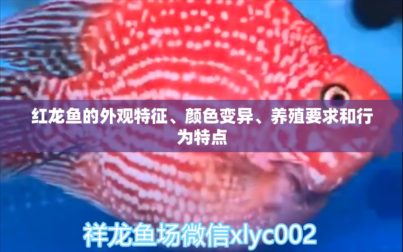 紅龍魚(yú)的外觀特征、顏色變異、養(yǎng)殖要求和行為特點(diǎn) 泰國(guó)虎魚(yú)（泰虎）