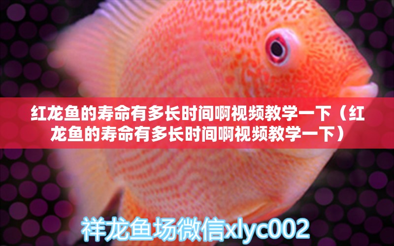 紅龍魚的壽命有多長時間啊視頻教學一下（紅龍魚的壽命有多長時間啊視頻教學一下） 龍魚百科