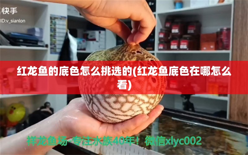 紅龍魚的底色怎么挑選的(紅龍魚底色在哪怎么看) 泰龐海鰱魚