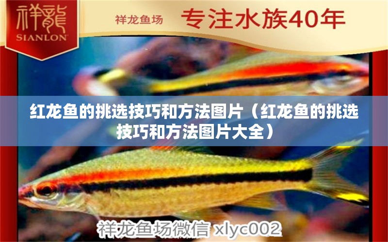 紅龍魚的挑選技巧和方法圖片（紅龍魚的挑選技巧和方法圖片大全） 馬拉莫寶石魚苗