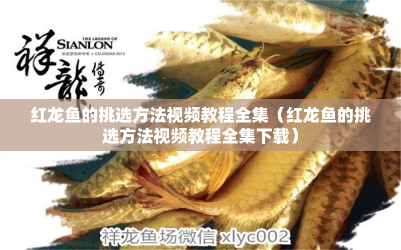 紅龍魚的挑選方法視頻教程全集（紅龍魚的挑選方法視頻教程全集下載） 星點(diǎn)金龍魚