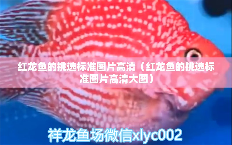 紅龍魚的挑選標準圖片高清（紅龍魚的挑選標準圖片高清大圖）