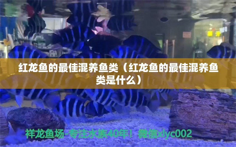 紅龍魚的最佳混養(yǎng)魚類（紅龍魚的最佳混養(yǎng)魚類是什么） 龍魚疾病與治療