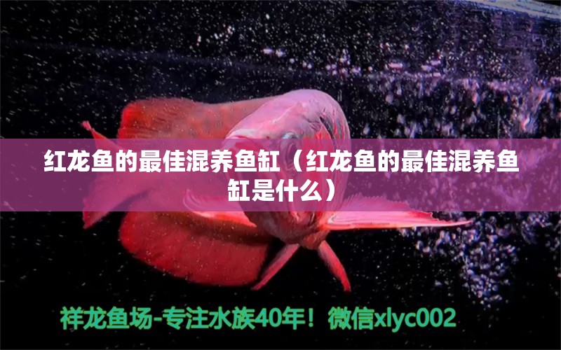 紅龍魚的最佳混養(yǎng)魚缸（紅龍魚的最佳混養(yǎng)魚缸是什么）