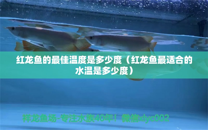 紅龍魚的最佳溫度是多少度（紅龍魚最適合的水溫是多少度）