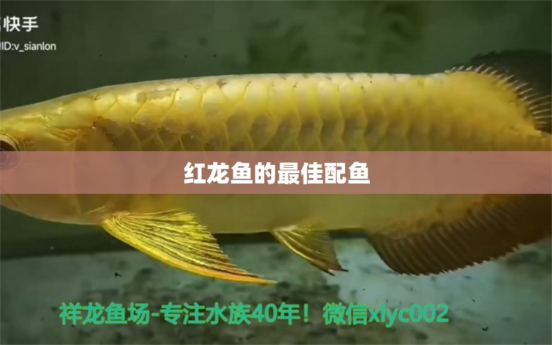 紅龍魚的最佳配魚