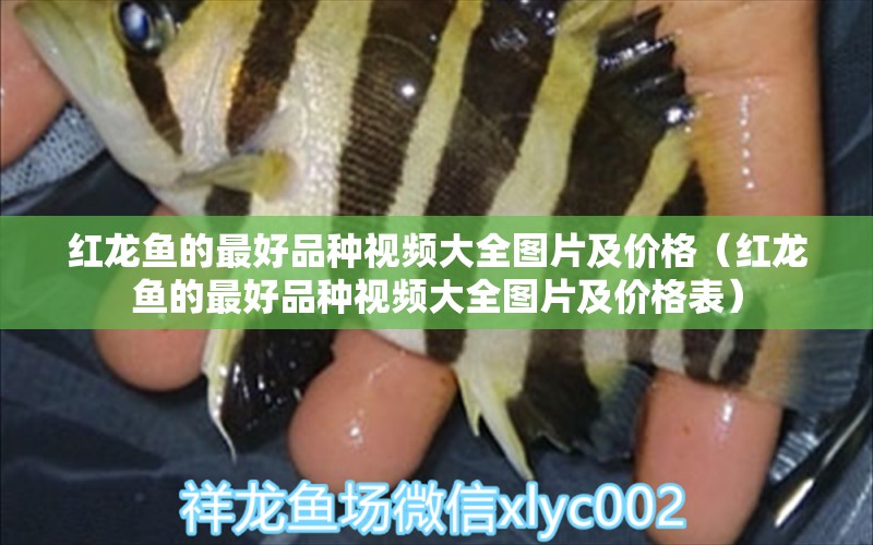 紅龍魚(yú)的最好品種視頻大全圖片及價(jià)格（紅龍魚(yú)的最好品種視頻大全圖片及價(jià)格表）