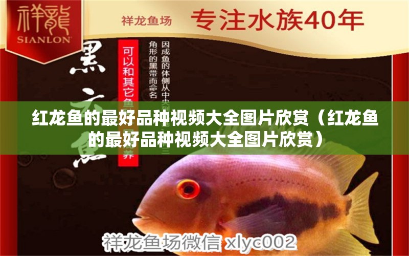 紅龍魚(yú)的最好品種視頻大全圖片欣賞（紅龍魚(yú)的最好品種視頻大全圖片欣賞） 印尼紅龍魚(yú)