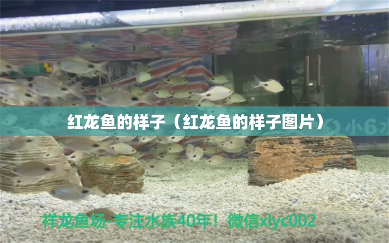 紅龍魚的樣子（紅龍魚的樣子圖片） 印尼紅龍魚