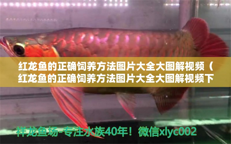 紅龍魚的正確飼養(yǎng)方法圖片大全大圖解視頻（紅龍魚的正確飼養(yǎng)方法圖片大全大圖解視頻下載）