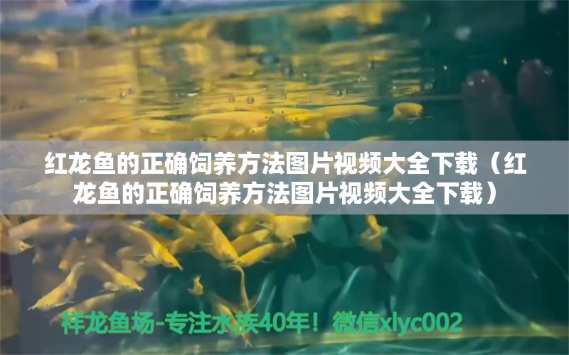 紅龍魚的正確飼養(yǎng)方法圖片視頻大全下載（紅龍魚的正確飼養(yǎng)方法圖片視頻大全下載）