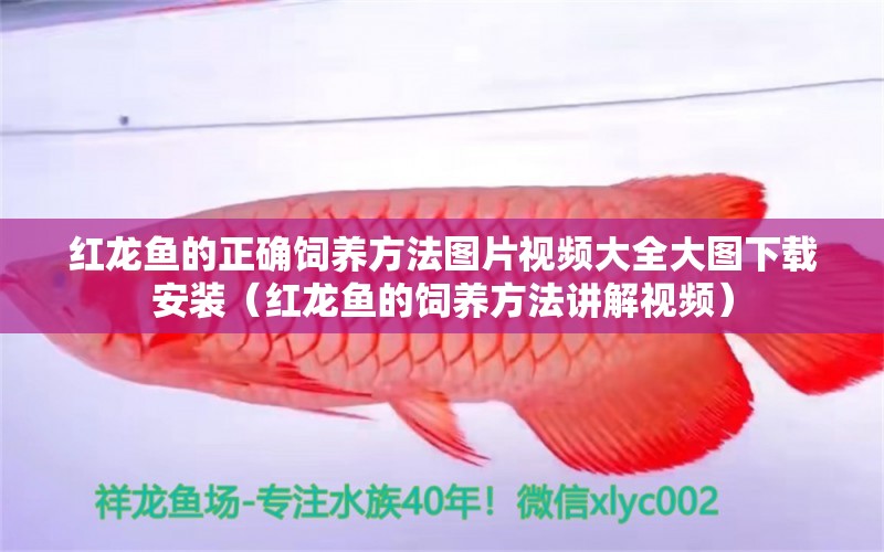 紅龍魚(yú)的正確飼養(yǎng)方法圖片視頻大全大圖下載安裝（紅龍魚(yú)的飼養(yǎng)方法講解視頻）