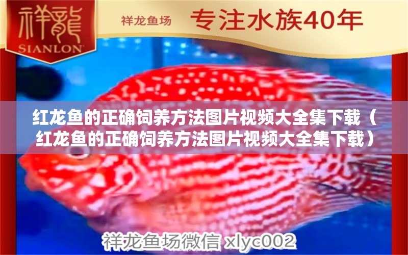 紅龍魚(yú)的正確飼養(yǎng)方法圖片視頻大全集下載（紅龍魚(yú)的正確飼養(yǎng)方法圖片視頻大全集下載）