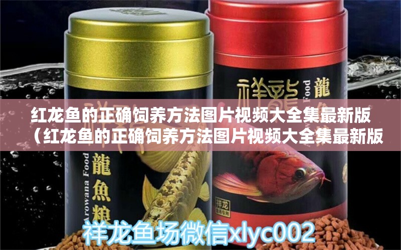 紅龍魚的正確飼養(yǎng)方法圖片視頻大全集最新版（紅龍魚的正確飼養(yǎng)方法圖片視頻大全集最新版下載）