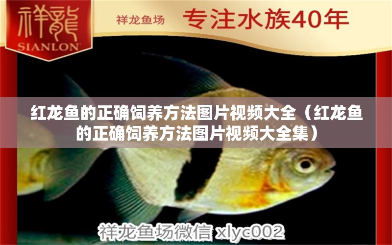 紅龍魚的正確飼養(yǎng)方法圖片視頻大全（紅龍魚的正確飼養(yǎng)方法圖片視頻大全集） 印尼紅龍魚