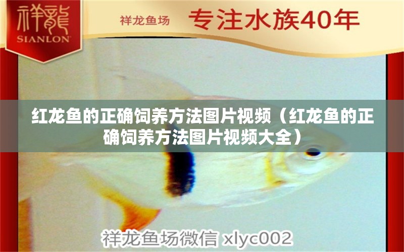 紅龍魚的正確飼養(yǎng)方法圖片視頻（紅龍魚的正確飼養(yǎng)方法圖片視頻大全） 印尼紅龍魚