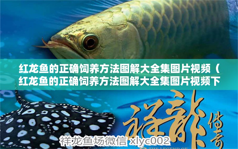 紅龍魚(yú)的正確飼養(yǎng)方法圖解大全集圖片視頻（紅龍魚(yú)的正確飼養(yǎng)方法圖解大全集圖片視頻下載） 龍魚(yú)百科