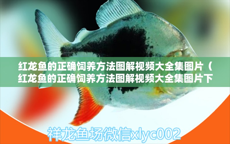 紅龍魚的正確飼養(yǎng)方法圖解視頻大全集圖片（紅龍魚的正確飼養(yǎng)方法圖解視頻大全集圖片下載） 印尼紅龍魚