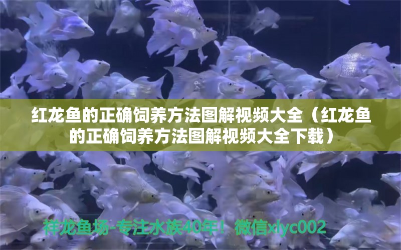 紅龍魚的正確飼養(yǎng)方法圖解視頻大全（紅龍魚的正確飼養(yǎng)方法圖解視頻大全下載） 龍魚百科