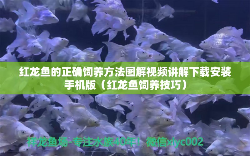 紅龍魚的正確飼養(yǎng)方法圖解視頻講解下載安裝手機(jī)版（紅龍魚飼養(yǎng)技巧）